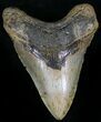 Megalodon Tooth - North Carolina #29234-1